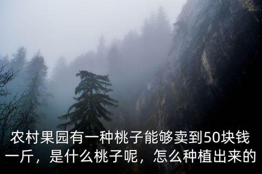 河北滿城桃子多少錢一斤,現在的桃子多少錢一斤