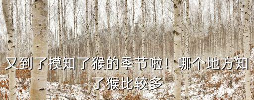 又到了摸知了猴的季節啦！哪個地方知了猴比較多