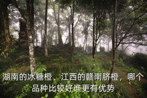 湖南的冰糖橙、江西的贛南臍橙，哪個品種比較好誰更有優勢