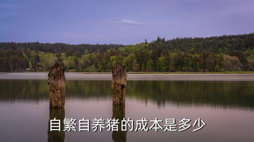 河北育肥豬現在30斤的多少錢,現在育肥豬成本價是多少錢