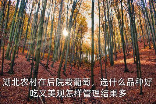 湖北農村在后院栽葡萄，選什么品種好吃又美觀怎樣管理結果多