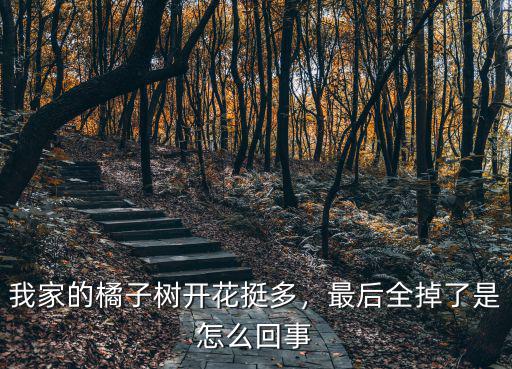 湖北桔子樹開花怎么辦,桔子樹花期怎樣管理
