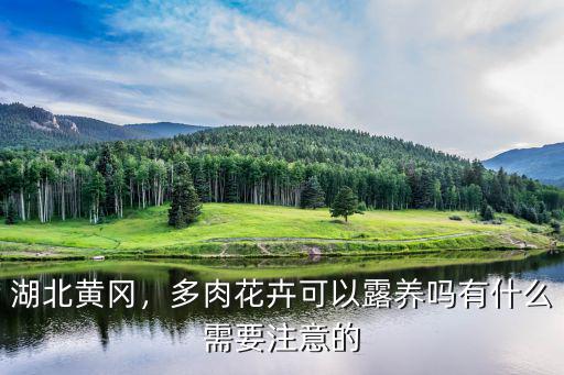 湖北黃岡，多肉花卉可以露養嗎有什么需要注意的