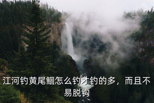 湖北峽口黃尾怎么釣,釣黃尾怎么開餌