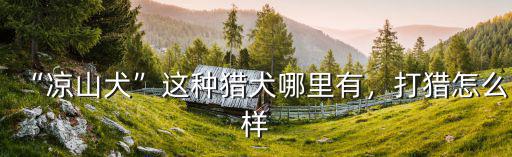 “涼山犬”這種獵犬哪里有，打獵怎么樣