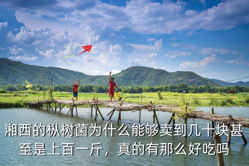 湘西的樅樹菌為什么能夠賣到幾十塊甚至是上百一斤，真的有那么好吃嗎