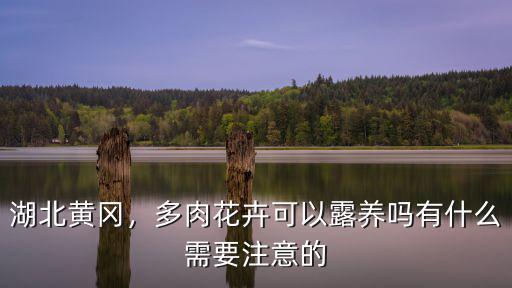 湖北黃岡，多肉花卉可以露養嗎有什么需要注意的