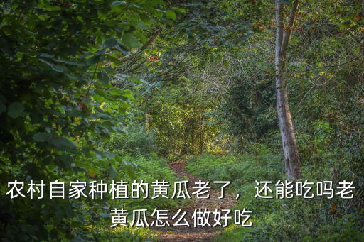 農(nóng)村自家種植的黃瓜老了，還能吃嗎老黃瓜怎么做好吃