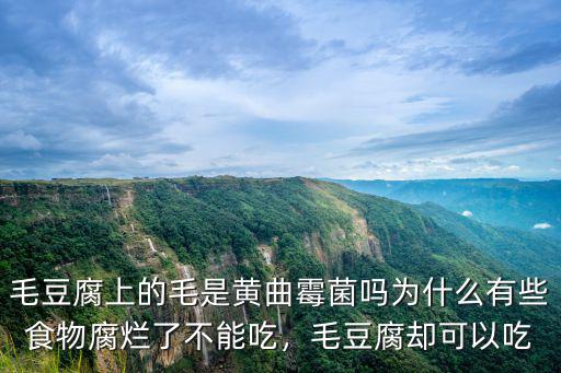 毛豆腐上的毛是黃曲霉菌嗎為什么有些食物腐爛了不能吃，毛豆腐卻可以吃