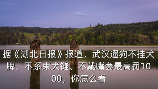 武漢禁狗身高怎么量,武漢怎么辦理狗證