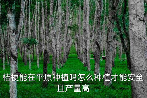 湖北桔梗種苗怎么種植成活率高,怎么種植才能安全且產(chǎn)量高