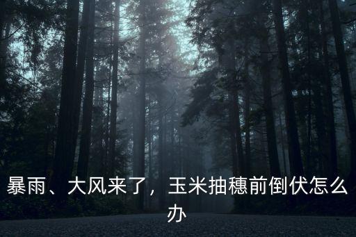 暴雨、大風來了，玉米抽穗前倒伏怎么辦