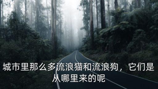 周口流浪貓哪里最多,有這么多流浪狗流浪貓