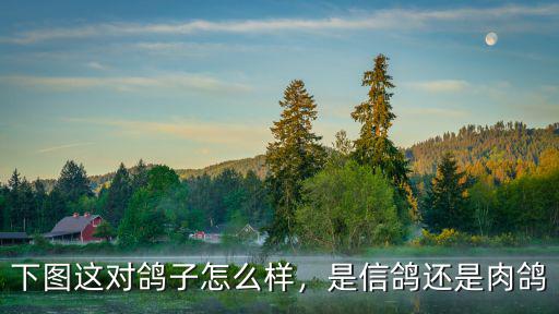 下圖這對鴿子怎么樣，是信鴿還是肉鴿