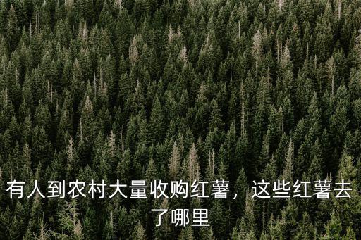 有人到農村大量收購紅薯，這些紅薯去了哪里
