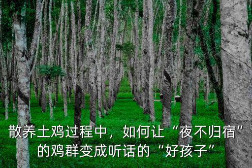 散養土雞過程中，如何讓“夜不歸宿”的雞群變成聽話的“好孩子”