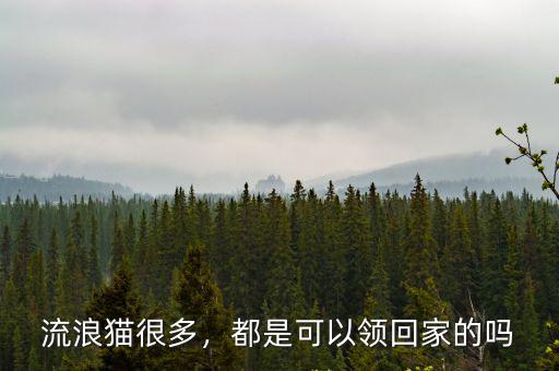 流浪貓很多，都是可以領回家的嗎
