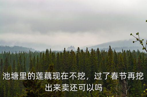 湖北是怎么挖蓮藕的,如何挖才是適度的挖藕尖