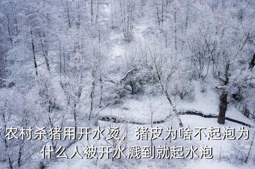 農村殺豬用開水燙，豬皮為啥不起泡為什么人被開水濺到就起水泡