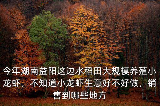 今年湖南益陽這邊水稻田大規(guī)模養(yǎng)殖小龍蝦，不知道小龍蝦生意好不好做，銷售到哪些地方
