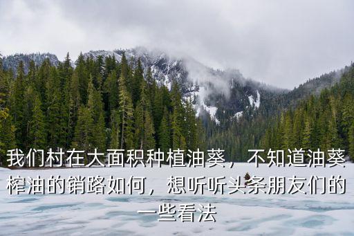 洛陽萬畝油葵在哪里,洛陽油菜花哪里觀看比較好