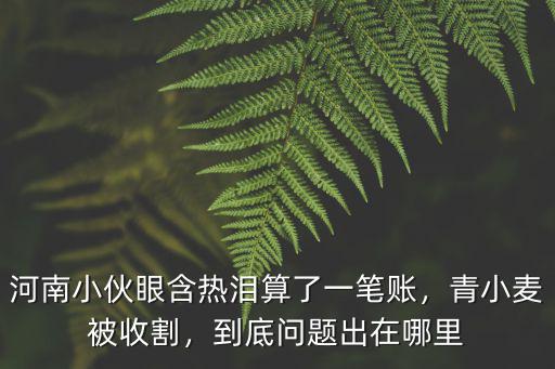 河南小伙眼含熱淚算了一筆賬，青小麥被收割，到底問題出在哪里