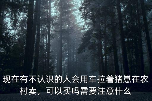 開封哪里有賣豬仔的,現在哪里有豬仔賣