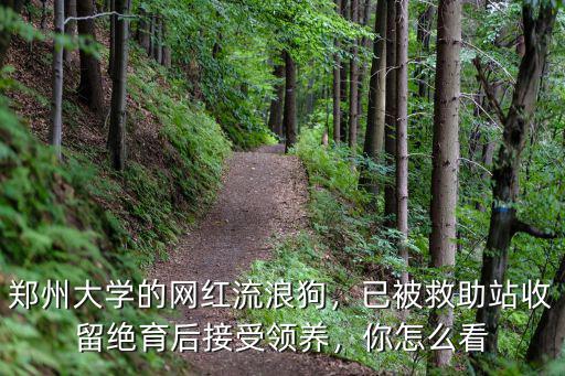 鄭州流浪狗救助站在哪里,鄭州大學的網紅流浪狗