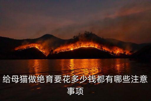 給母貓做絕育要花多少錢都有哪些注意事項