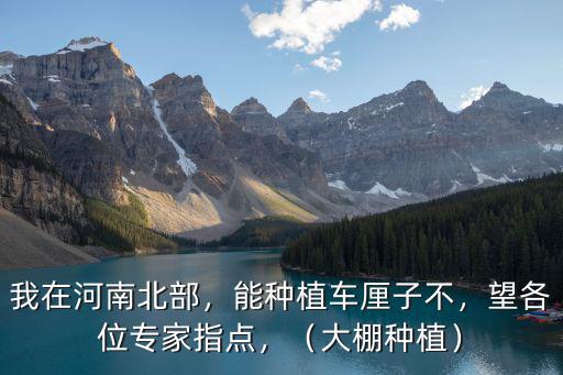 在河南老家中大棚怎么樣,溫室大棚怎么樣