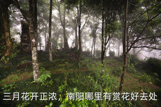 三月花開正濃，南陽哪里有賞花好去處