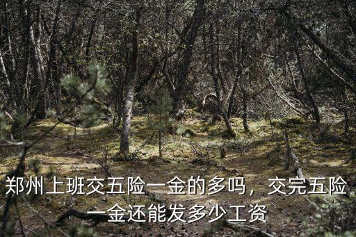 河南省五險一金怎么交的比例,五險一金應該怎么繳納