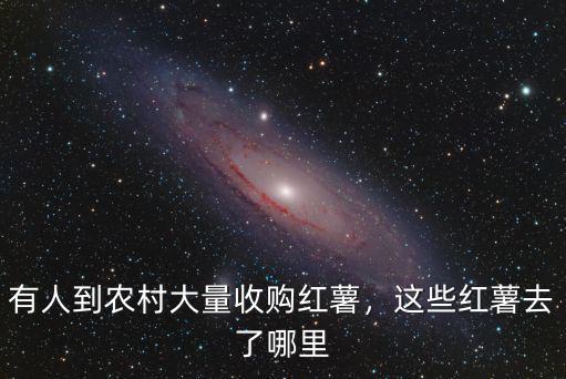 有人到農(nóng)村大量收購紅薯，這些紅薯去了哪里