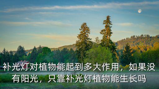 補光燈對植物能起到多大作用，如果沒有陽光，只靠補光燈植物能生長嗎