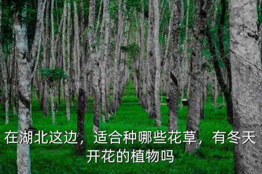 湖北花草谷生怎么樣,湖北工程學院怎么樣
