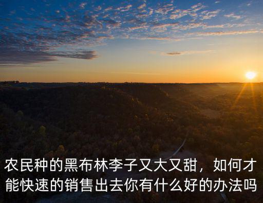 濮陽黑布林大李子哪里有賣,黑布林李子今年銷售難