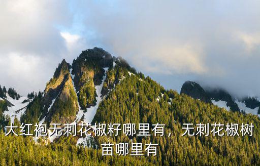 安陽(yáng)花椒籽哪里有買(mǎi)主,大紅袍無(wú)刺花椒籽哪里有