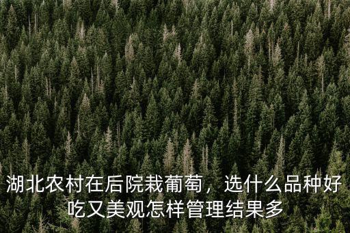 湖北葡萄架怎么選,怎么搭葡萄架既實用又美觀