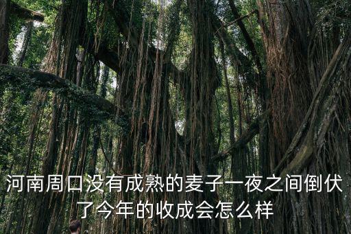 河南周口沒有成熟的麥子一夜之間倒伏了今年的收成會怎么樣