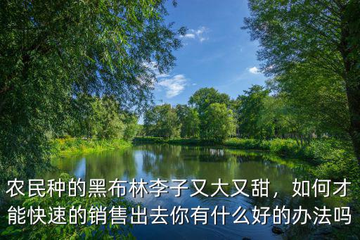 信陽黑布林大李子哪里好,黑布林李子今年銷售難