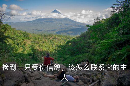 撿到一只受傷信鴿，該怎么聯系它的主人