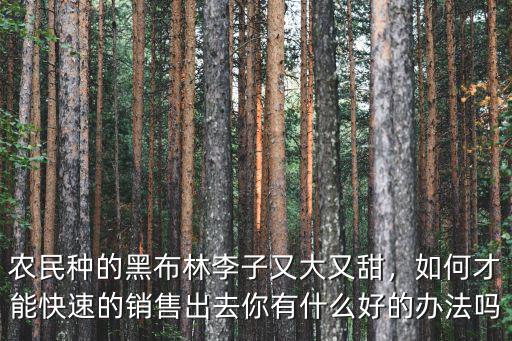漯河黑布林大李子哪里有,農民種的黑布林李子又大又甜
