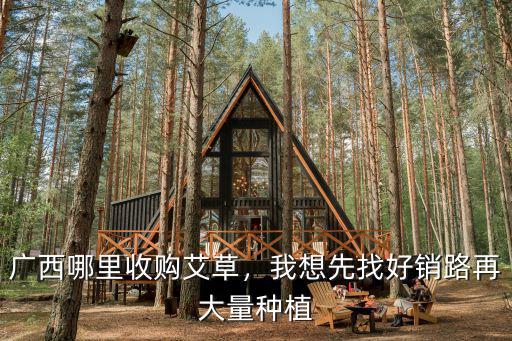 鶴壁哪里能收購艾草,廣西哪里收購艾草