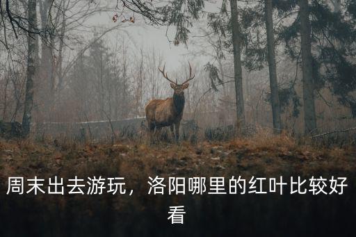 周末出去游玩，洛陽哪里的紅葉比較好看