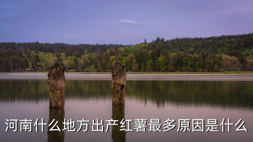 河南哪里收紅薯,這些紅薯去了哪里