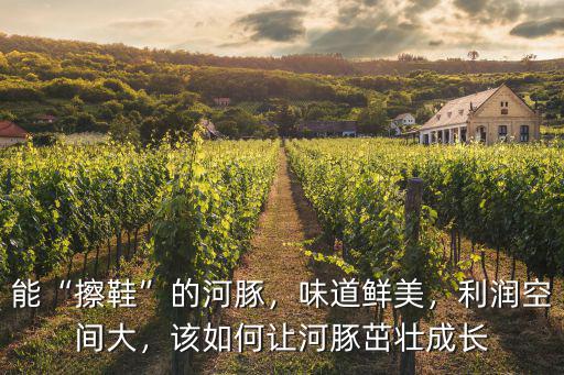 能“擦鞋”的河豚，味道鮮美，利潤空間大，該如何讓河豚茁壯成長