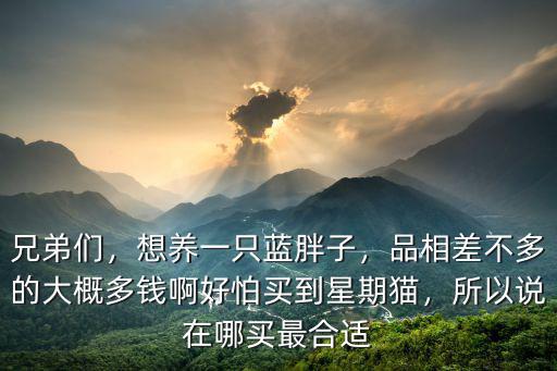 兄弟們，想養(yǎng)一只藍(lán)胖子，品相差不多的大概多錢啊好怕買到星期貓，所以說(shuō)在哪買最合適