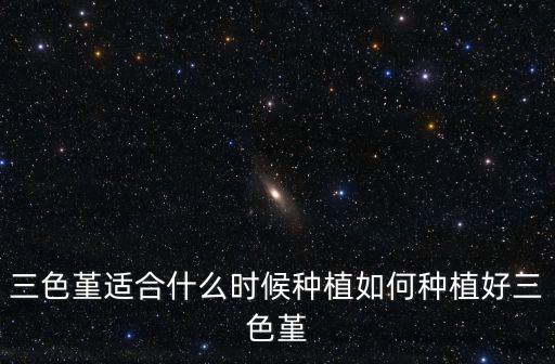三色堇適合什么時候種植如何種植好三色堇