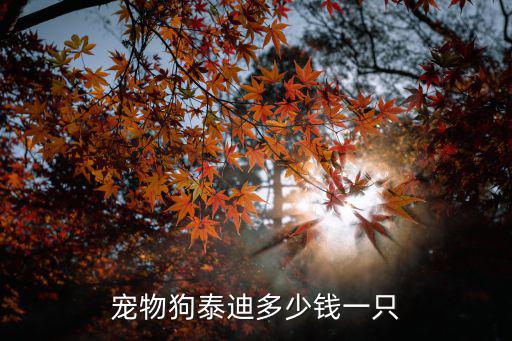 寵物狗泰迪多少錢一只