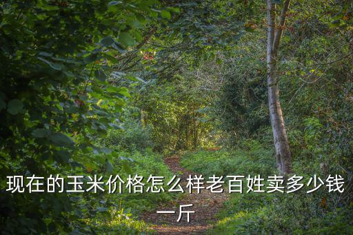 河南省商丘市現在玉米多少錢一斤,老百姓賣多少錢一斤